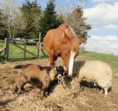 animals - Jardins de Coet-Kra