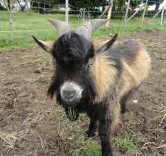 goat -les jardins de Coët-Kra