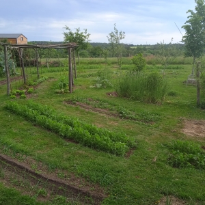 Mandala de légumes