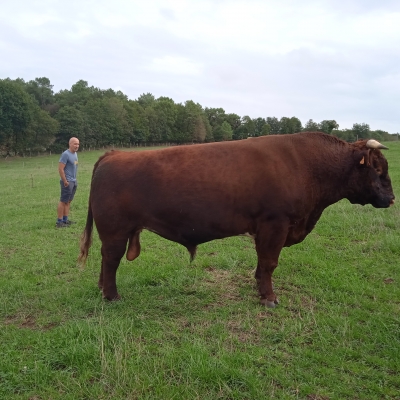 NOUEZ, le taureau de race Armoricaine