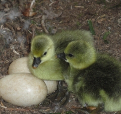 baby goose- Jardins de Coet-Kra