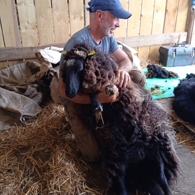 Tonte Mouton Landes de Bretagne