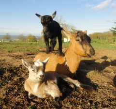 Famille chèvre - Jardins de Coet-Kra